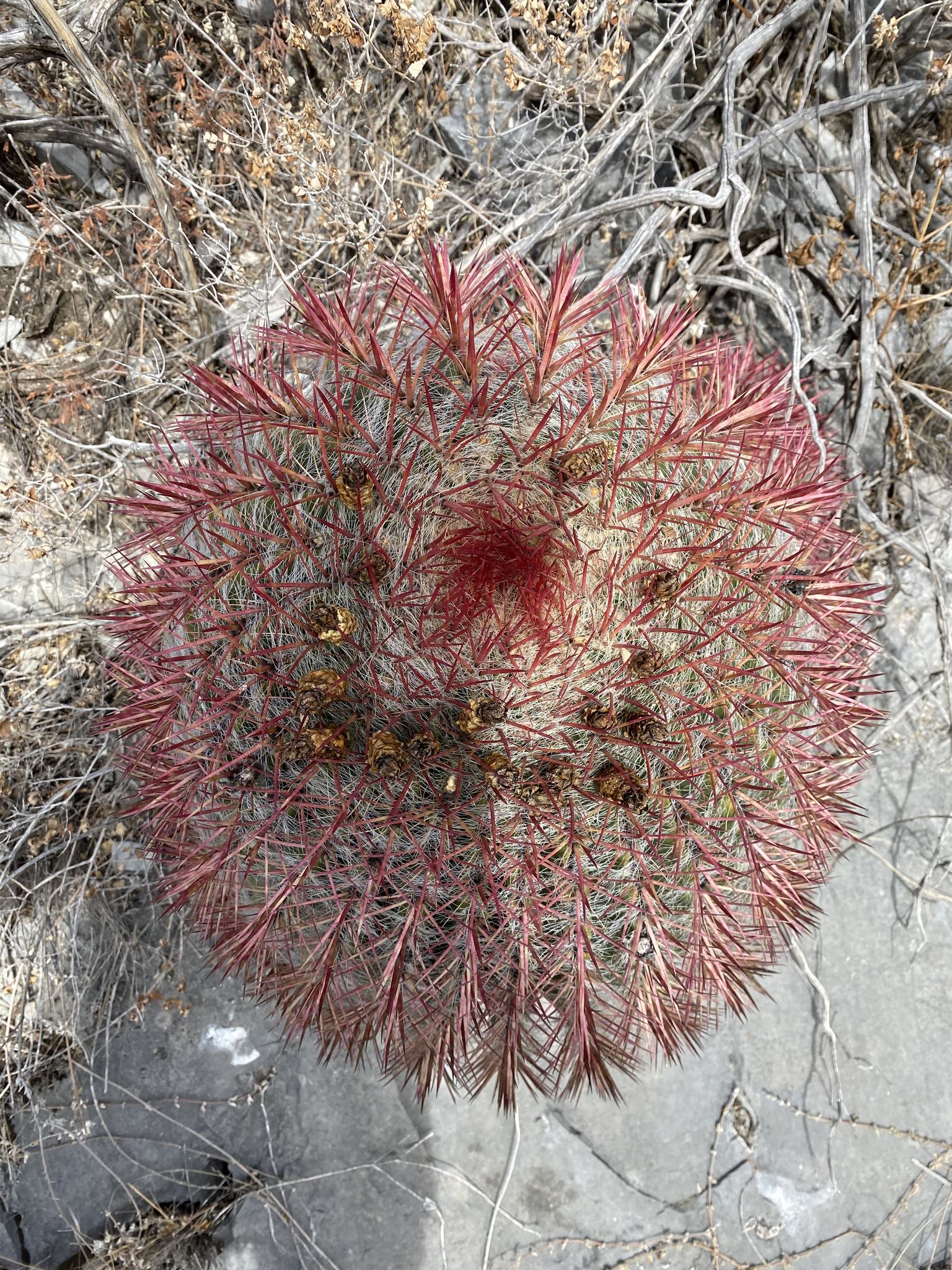 Ferocactus pilosus